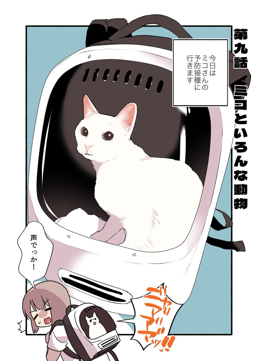 📣声がデカすぎて犬に間違われる猫の話🐕🐶(1/2)
 #漫画が読めるハッシュタグ
 #愛されたがりの白猫ミコさん 