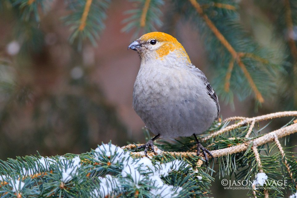 BirdPerHour's tweet image. #birdbot