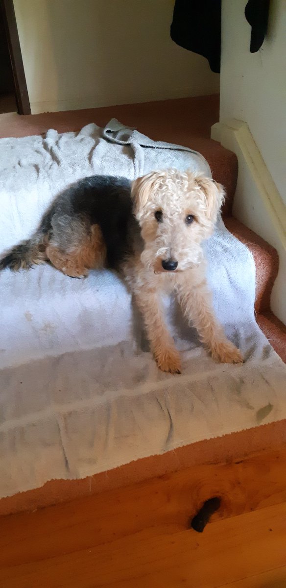 KBCanB's tweet photo. #ABCMusterDogs
#MusterDogs

That's Sunday night 7:30 TV sorted ✔

The calm, assuring way Mick speaks to daddy SNIP 🤗 😘 ❤

The human here sometimes tells me what a smart/clever girl I am.....🤔...but watching this lot of 🐶🐶🐶🐶🐶....&amp; I'm reckoning, yeah/nah.... https://t.co/fqam0d0kAa
