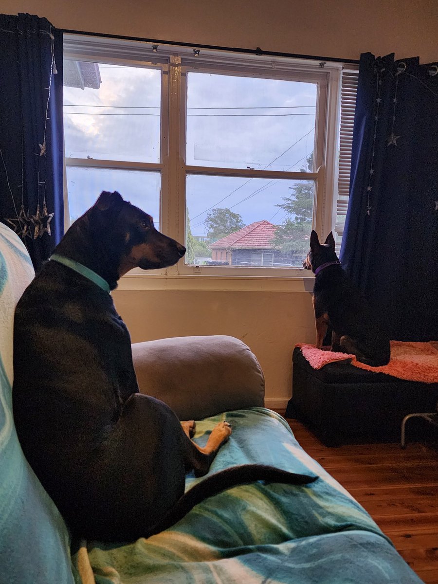 kristywill_1101's tweet image. Rocky: OMG yay my fave show #MusterDogs
Maddie: Dogs? Where?