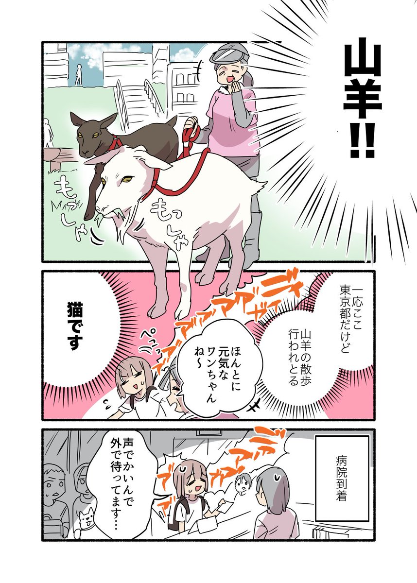 📣声がデカすぎて犬に間違われる猫の話🐕🐶(2/2) #漫画が読めるハッシュタグ #愛されたがりの白猫ミコさん コミックス発売中です〜‼️👇 