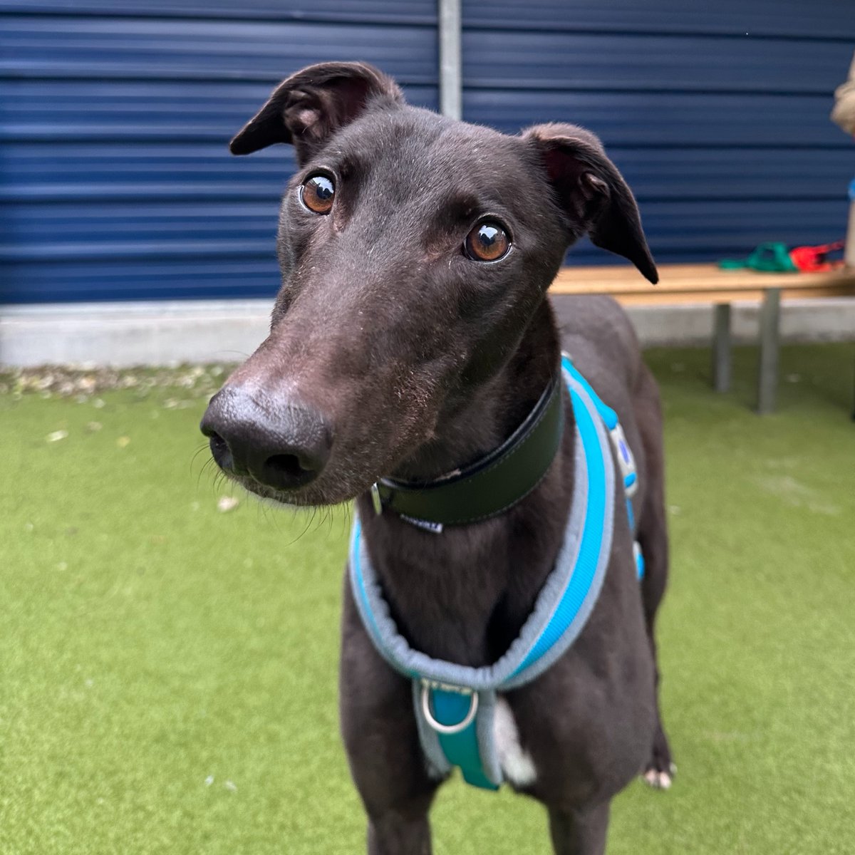 It may be #NationalDressUpYourPetDay, but it's unlikely your pet will enjoy being dressed up! Costumes can be dangerous if they get stuck on something &amp; could cause your pet to injure themselves. So forget the novelty outfits—we think cats &amp; dogs are adorable just as they are. 😻