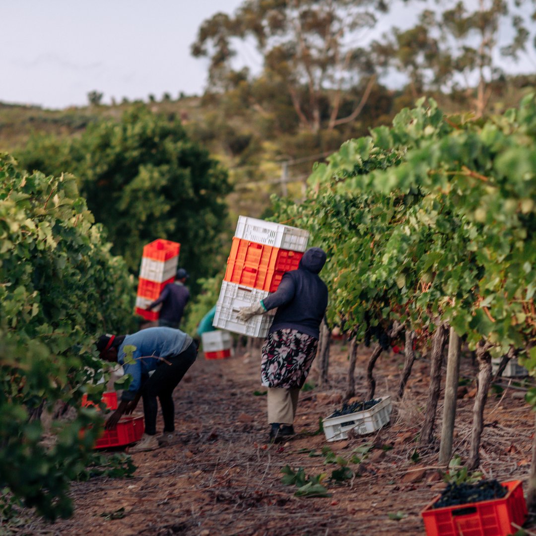 Saronsberg Cellar tweet media