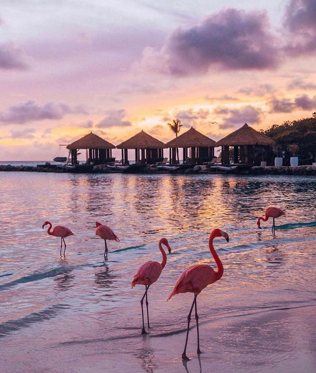 Flamingo Beach in Aruba 🦩💓 📸 thetravelpro #aruba #arubaonehappyisland #onehappyisland #curacao #caribbean #arubatourism #bonaire #arubabeach #travel #colombia #venezuela #beach #arubalife #oranjestad #panama #islandlife #arubaisland #miami #chile #a #island #love #vacation