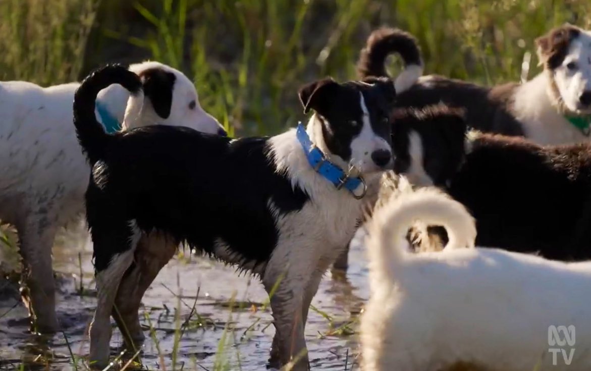 Melbourne_says's tweet image. Hell yeah this show is good as! 🥰

I think we all need a bit of #MusterDogs in our lives at the mo. 🐶
