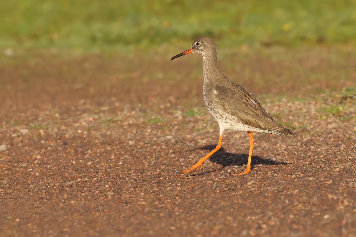 Redshank Just Strutting it's Stuff #pembreyharbour