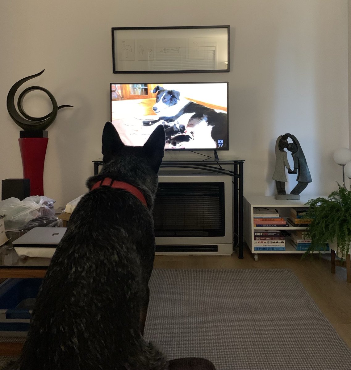 Essay5W's tweet image. Bindi is glued #MusterDogs