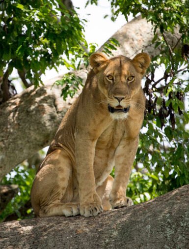 The Ishasha Sector of Queen Elizabeth National Park in Uganda is famous for the tree climbing lions. Game drives here are extensive and offers views of many other wildlife species including the topi and elephants 

#visiteastafrica #ugandasafari #gamedrives