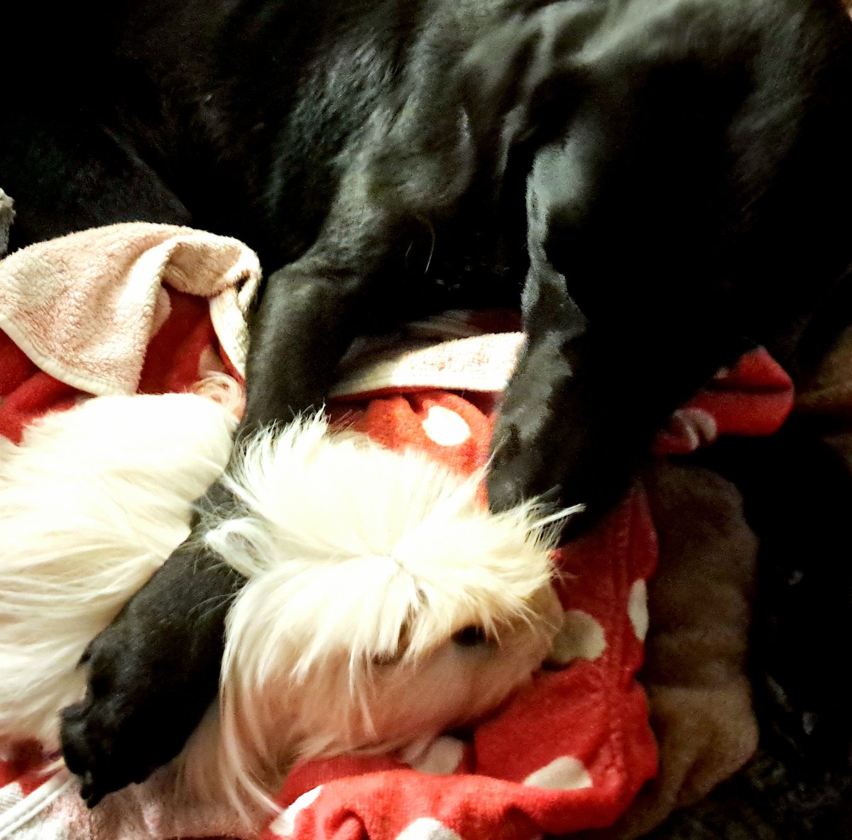OhMyItIsAlex's tweet photo. @SeanFletcherTV @bbcsml @HollyHNews Delta and Squeaky love cuddles. https://t.co/8knt2d26sI