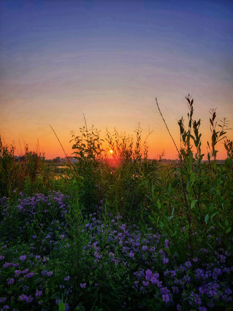 Flowers at sunrise 🌷☘️