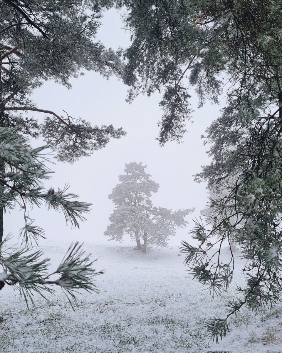HBaksova's tweet photo. Borovice v mlze. 🌲❄️🤍
#tree #trees #treephotography #treesphotography #mistymorning #foggymorning #mistyday #foggyday #winter #wintertime #wintermood #wintervibes #winterwonderland #nature #naturelove #naturelover #naturephotography #natureaddict #photography #moodyphotography https://t.co/RDa6swibcv