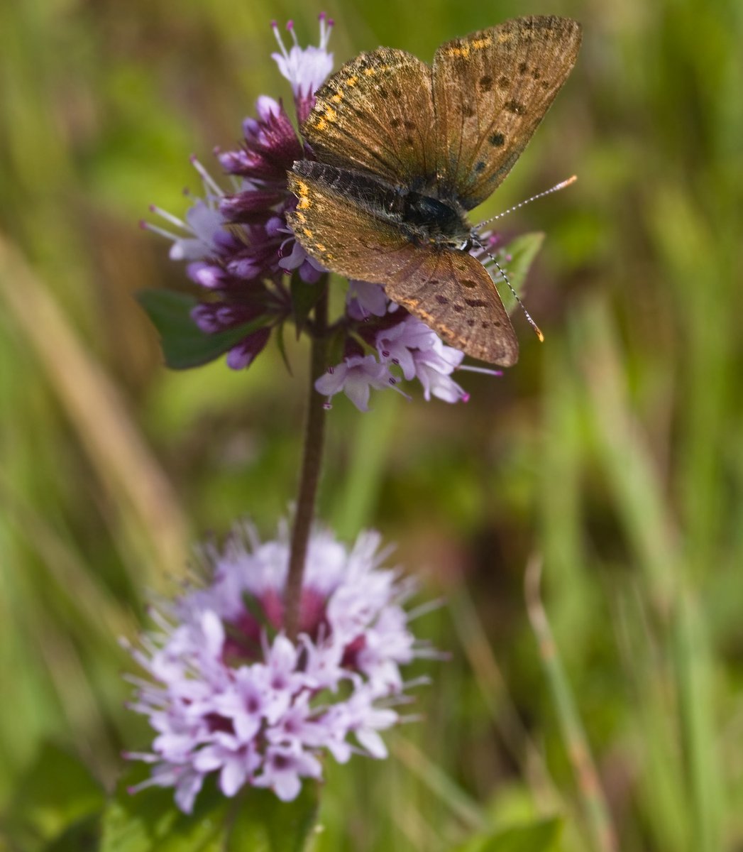 MeInTheMiddleX's tweet photo. When a small child,
I thought that success spelled happiness.
I was wrong,
happiness is like a butterfly which appears and delights us for one brief moment,
but soon flits away.
~Anna Pavlova
#BruineVuurvlinder (#Lycaena tityrus)
@ErikDePay
#Dag14 van de #vlindermaand https://t.co/DmQzNn71pa