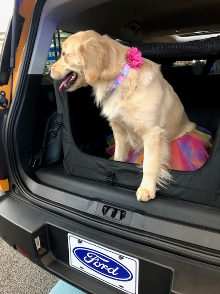 OurFordStore's tweet photo. πΆπ±It's #NationalDressUpYourPetDay & yes! the Greater Pittsburgh Golden Retriever Club will be back to 2024 #PghAutoShow next month to demonstrate safe travel with pets @Thurbyjr @vdstaff58 @ShultsFord @richardbazzy1 @SmailFord @KDKA @PGHTodayLive @GoldretrieverUS @MaineGolden https://t.co/g4PHEoYPNU