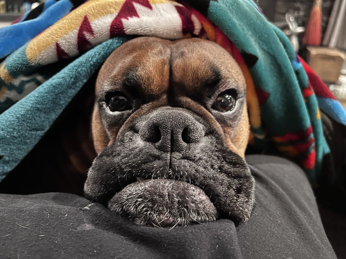 Amy’s Boxer Dogs tweet media