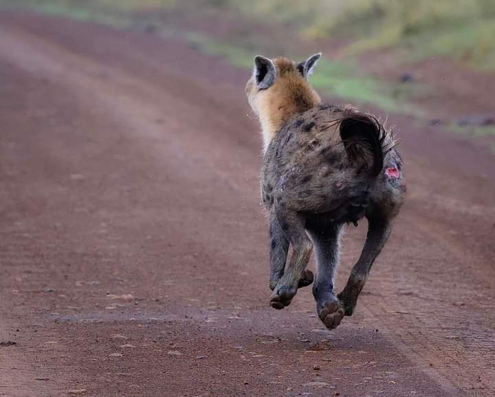 Wild run at Nairobi National Park. Now you know what to do when you encounter these exceptional creatures. Photo credit-Joanne Matson