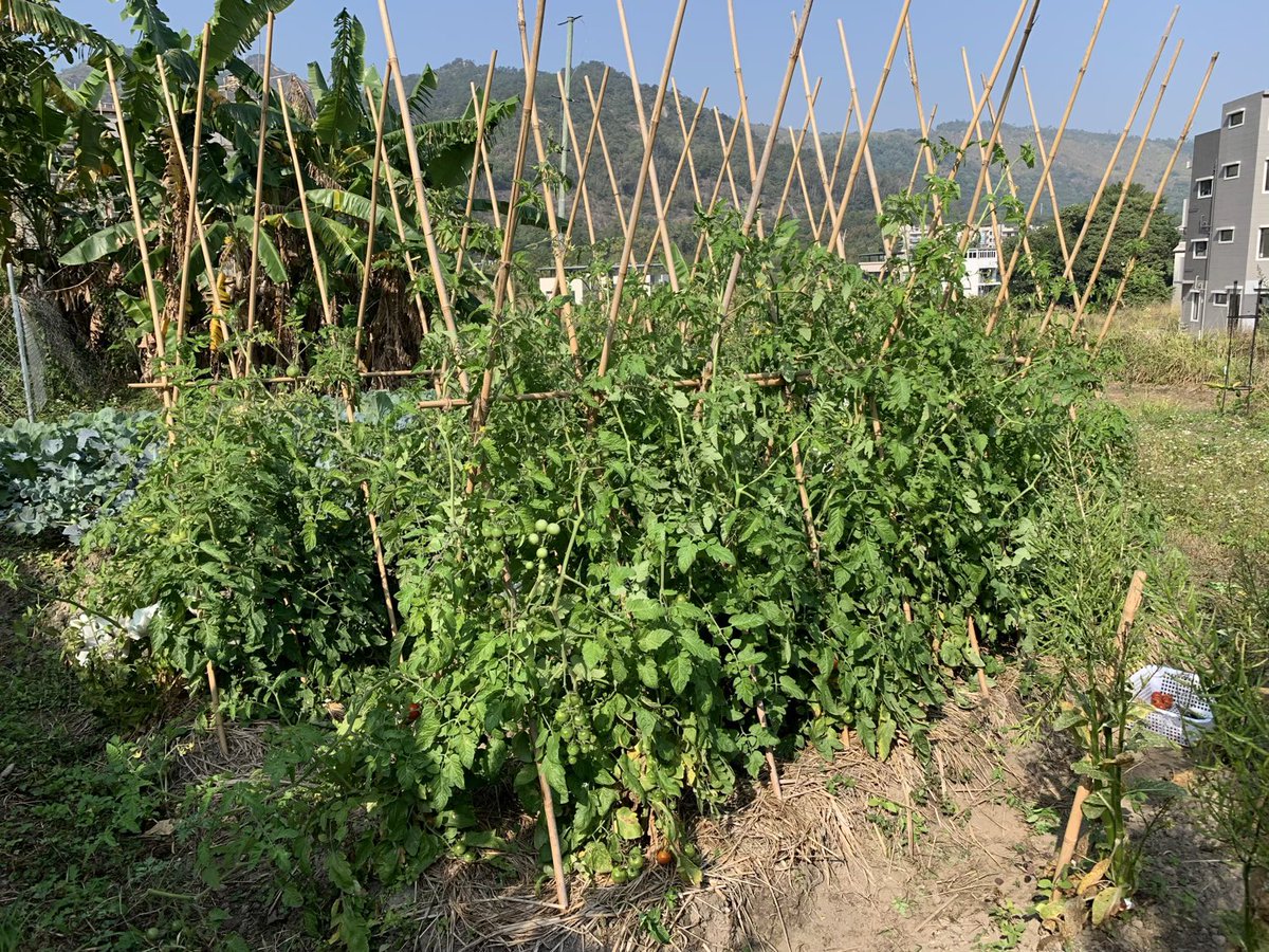 BrightBirdBio's tweet image. 以生命力種植

Biodynamic 的中文譯名通常是「生物動力」農法或「生機互動」農法，而最簡單的理解即是以「生命力」來種植，這篇文章就是希望解釋如何用力生命種植（並非用來作比較）。

最先的兩張相片都是在種植蕃茄，第一張是在我們田種植的蕃茄，而第二張是在旁邊隔離田種

brightbirdbio.com/?p=3350