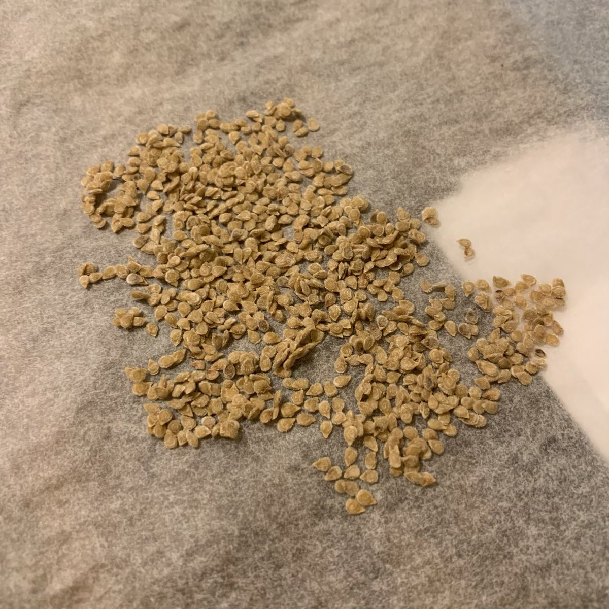 BrightBirdBio's tweet image. 以生命力種植

Biodynamic 的中文譯名通常是「生物動力」農法或「生機互動」農法，而最簡單的理解即是以「生命力」來種植，這篇文章就是希望解釋如何用力生命種植（並非用來作比較）。

最先的兩張相片都是在種植蕃茄，第一張是在我們田種植的蕃茄，而第二張是在旁邊隔離田種

brightbirdbio.com/?p=3350