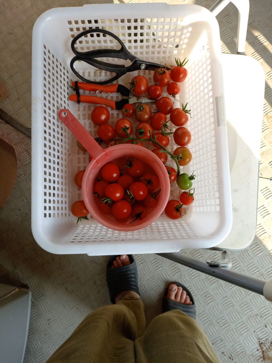 BrightBirdBio's tweet image. 以生命力種植

Biodynamic 的中文譯名通常是「生物動力」農法或「生機互動」農法，而最簡單的理解即是以「生命力」來種植，這篇文章就是希望解釋如何用力生命種植（並非用來作比較）。

最先的兩張相片都是在種植蕃茄，第一張是在我們田種植的蕃茄，而第二張是在旁邊隔離田種

brightbirdbio.com/?p=3350