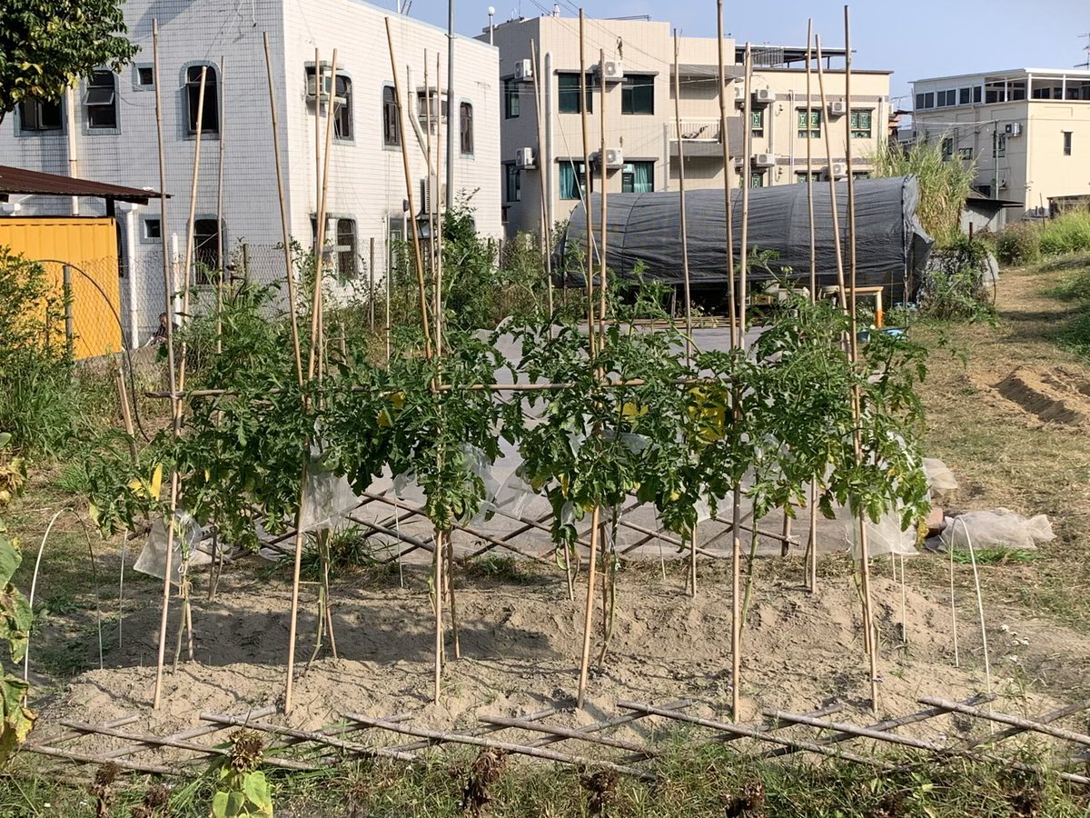 BrightBirdBio's tweet image. 以生命力種植

Biodynamic 的中文譯名通常是「生物動力」農法或「生機互動」農法，而最簡單的理解即是以「生命力」來種植，這篇文章就是希望解釋如何用力生命種植（並非用來作比較）。

最先的兩張相片都是在種植蕃茄，第一張是在我們田種植的蕃茄，而第二張是在旁邊隔離田種

brightbirdbio.com/?p=3350