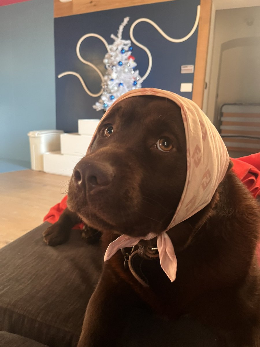 La mia amica Lola ha appena finito di ascoltare il nuovo album dei #clubdogo!

Cagnolina della piazza 💪🏻