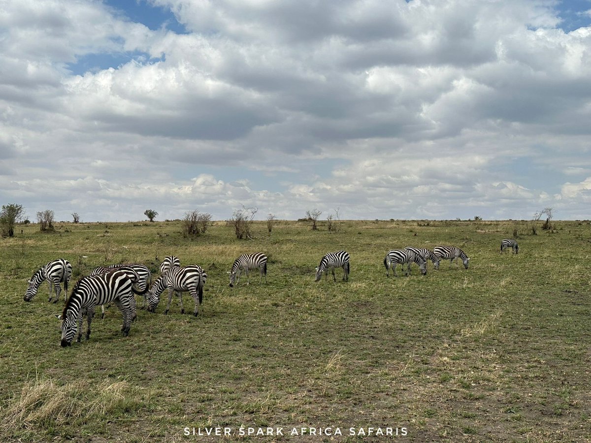 So the evening rush, the heavy cloud ☁️ . 

 📸: Maasai Mara National Reserve,  Zebras. 
 
#Zebra #SilverSparkAfrica #animalworldhd #animalcaptures #africanamazing #december #africanwilddogsofinstagram #africantravel #bbcwildlife #beautifulafrica #natgeowild #Magicalkenya