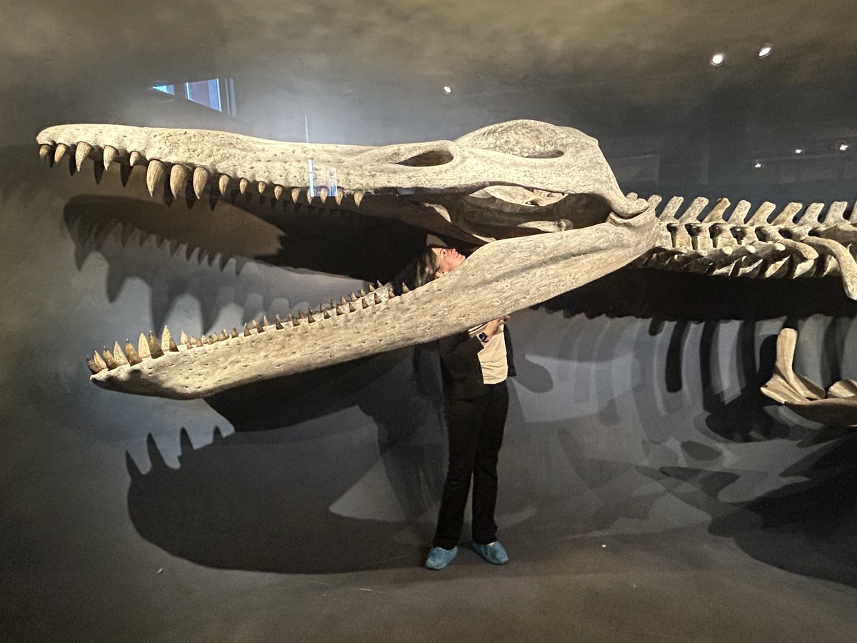 Yesterday marked 4 yrs for me at @MCZHarvard! The past year had some great highlights including when I got to work with the iconic Kronosaurus exhibit. Happy #workiversary! I look forward to seeing what 2024 and year 5 has in store.