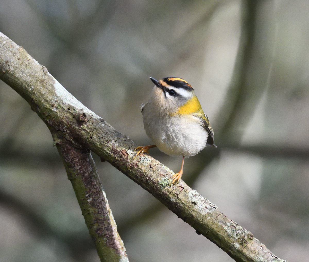 JoKingDevon's tweet photo. Very happy to see at least 3 #Firecrests still along #ShuttertonBrook #Dawlish #Devon today, one pair seemed to be together https://t.co/C2Okif2COg