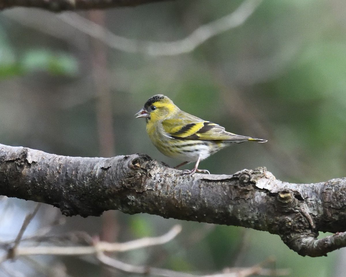 JoKingDevon's tweet photo. Nice to see the #Siskins back in our woodland again #ShuttertonBrook #Dawlish #Devon https://t.co/pciGlh0foq