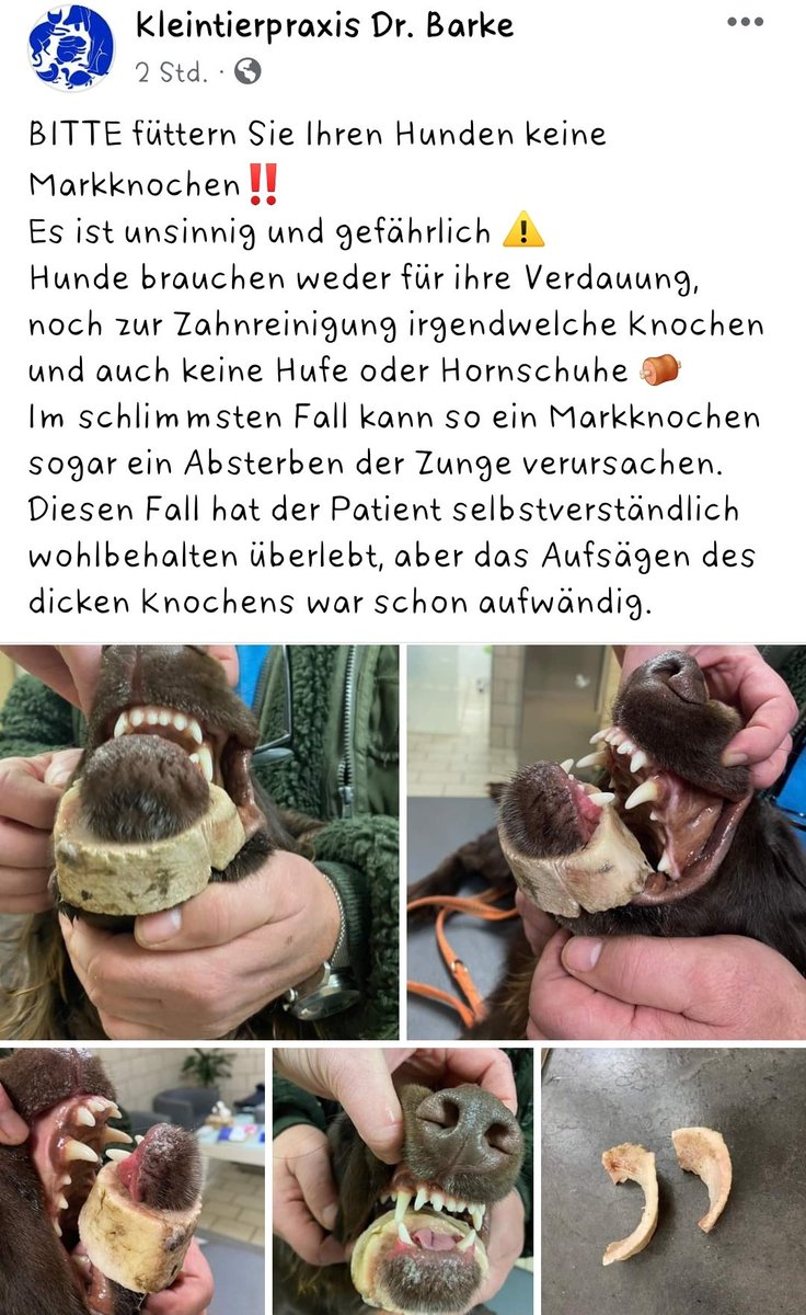 โฃ๏ธ ๐๐๐๐๐๐๐ ๐ถ๐๐๐๐๐๐๐๐ ๐ฐ (@_asexualotl_) on Twitter photo Es gibt gute Alternativen, also passt mit Knochen bitte auf! Es gibt gute Alternativen, also passt mit Knochen bitte auf!