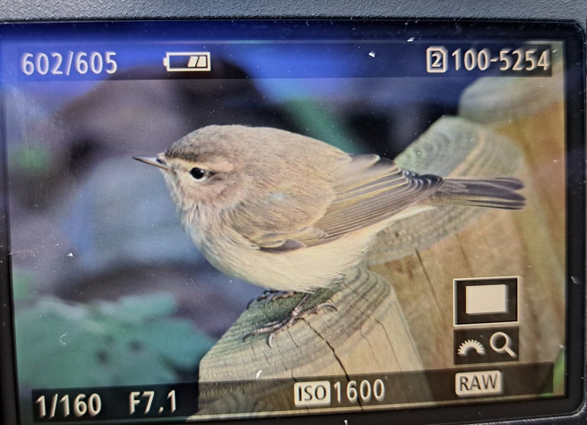 Rather smart Siberian Chiffchaff in our garden just now