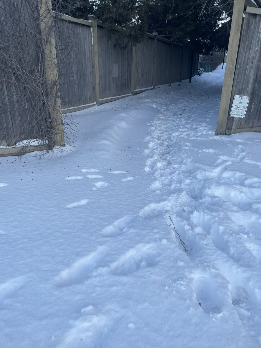 RobynHastie's tweet photo. Sidewalks and pathways in my part of #KanataSouth are still inaccessible (tickets have been submitted) @Kanata_SouthW23 https://t.co/p6bYQDNUMx