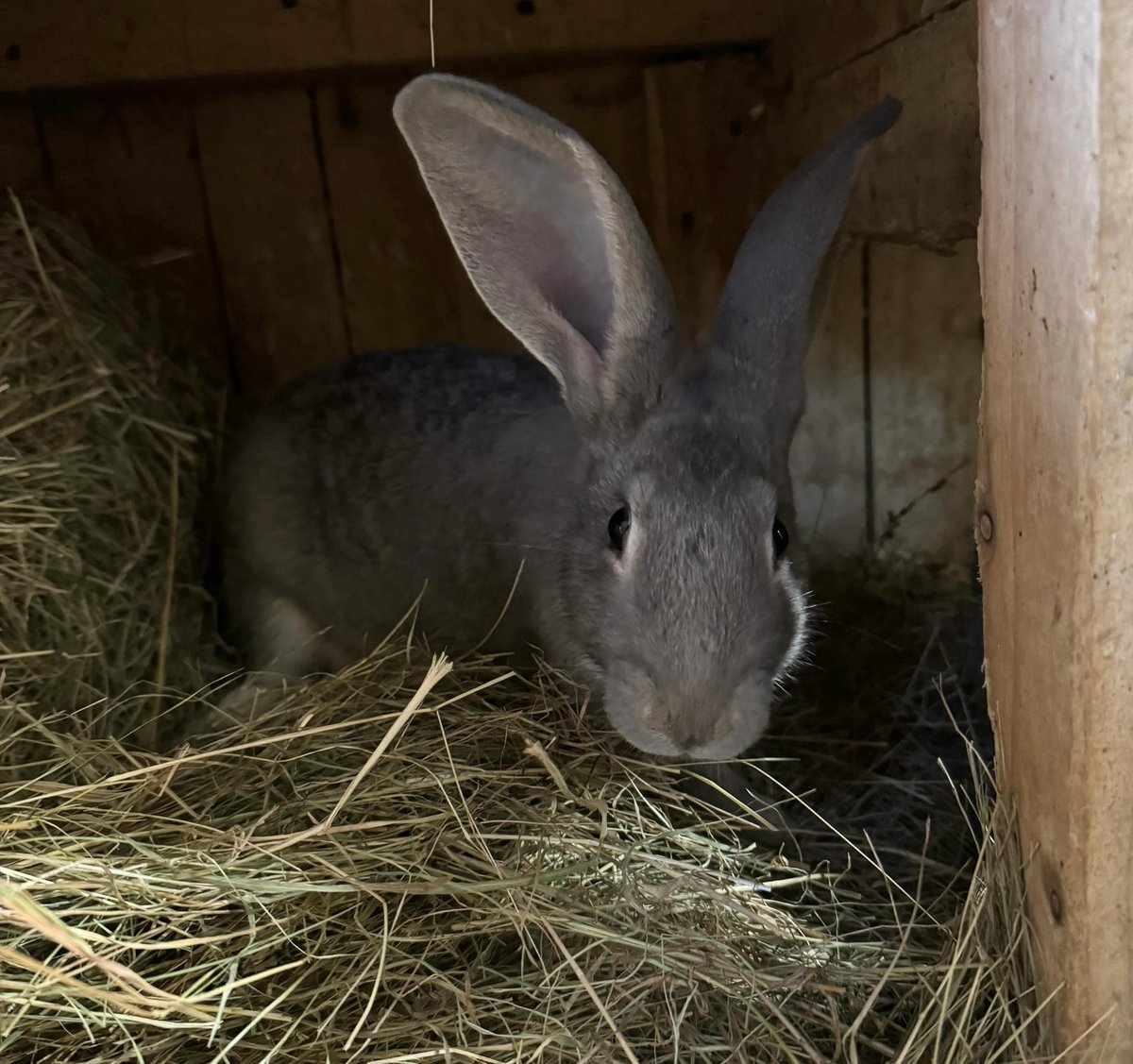 #MISSING: Have you seen Shane?

6-month-old male, large, grey Continental cross #rabbit escaped overnight from a garden on #MeridenRoad in #HamptonInArden #B92. If there are ANY sightings of him, let #SU know. Please REPOST.