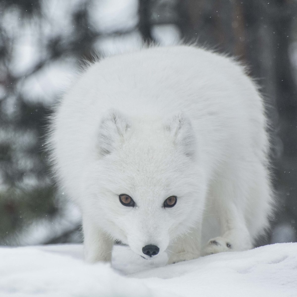 DailyArcticFox's tweet image. ❄️🦊