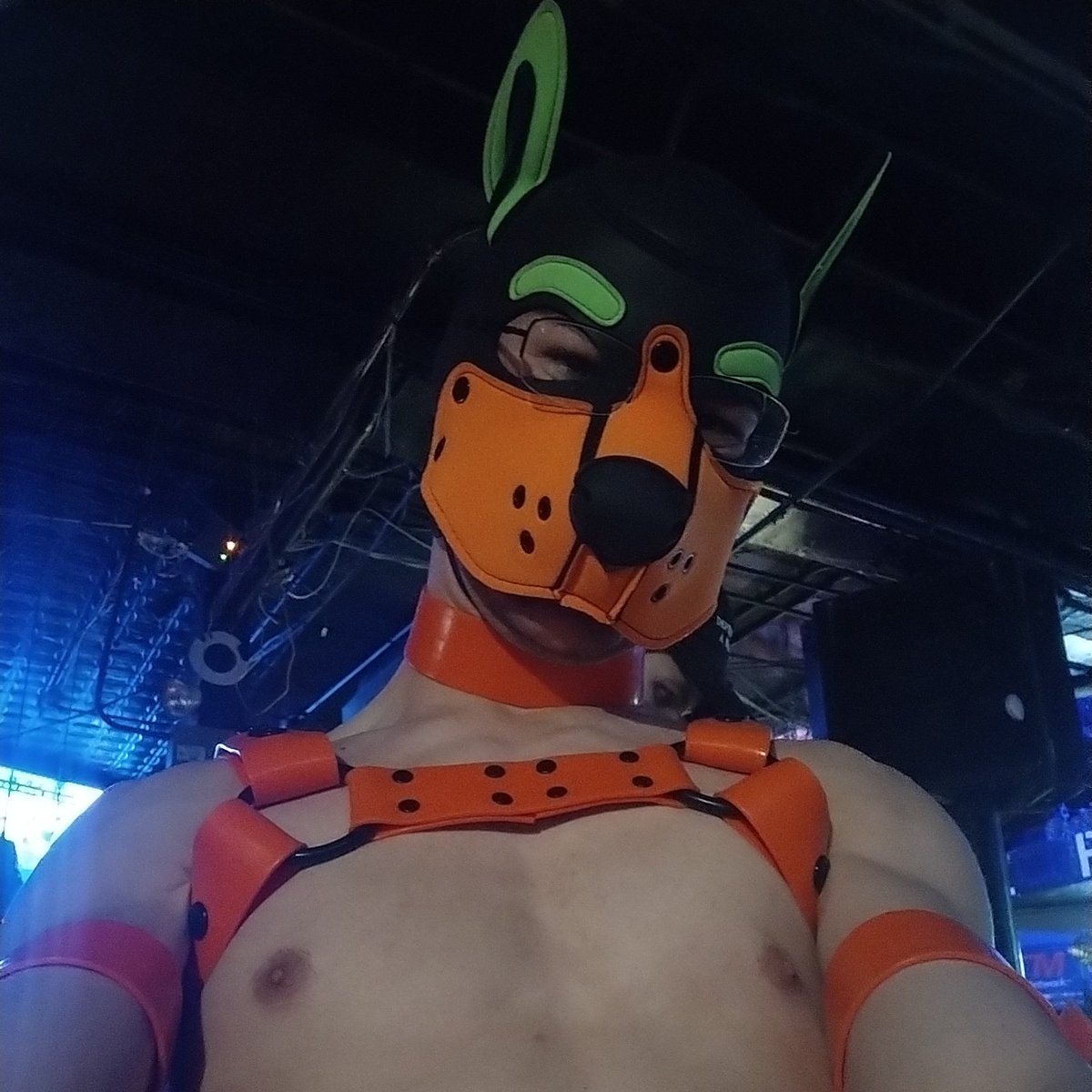 Fast Pup Artemis tweet media