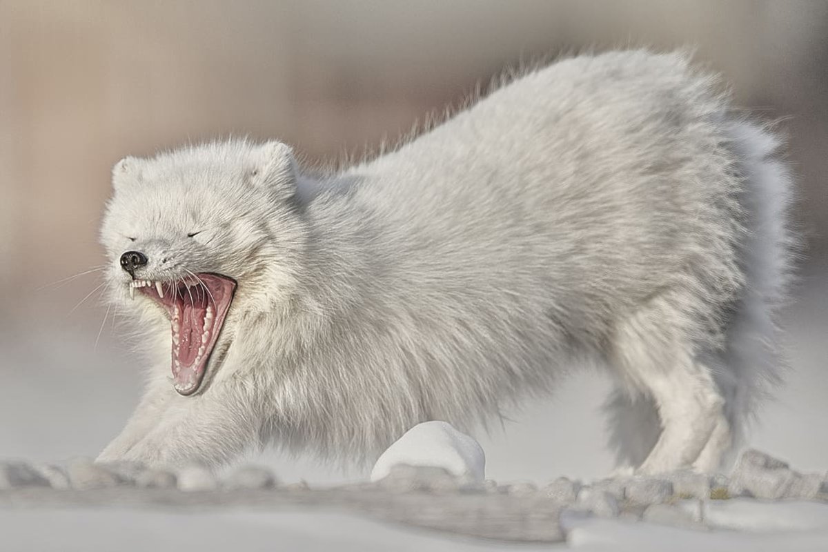 DailyArcticFox's tweet image. ❄️🦊