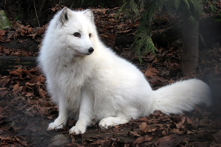 DailyArcticFox's tweet image. ❄️🦊