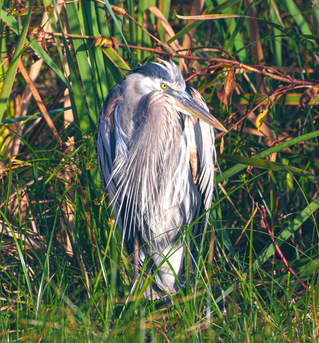 I’m liking the Great Blue Heron more and more with each photo I share