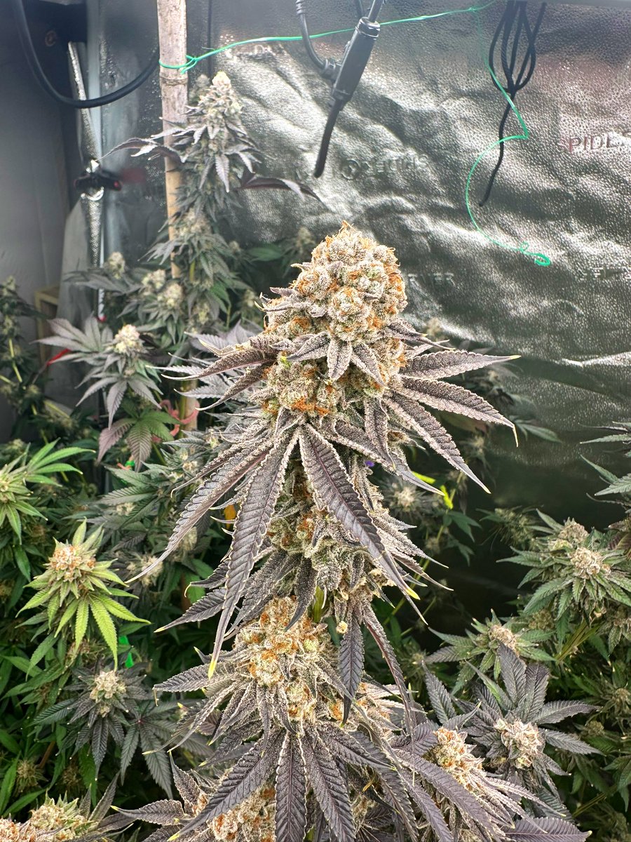 Lemon Orange from <a href="/GreenHouse_thai/">Green House Thailand</a> 

Chop tomorrow 🪓🪓🪓