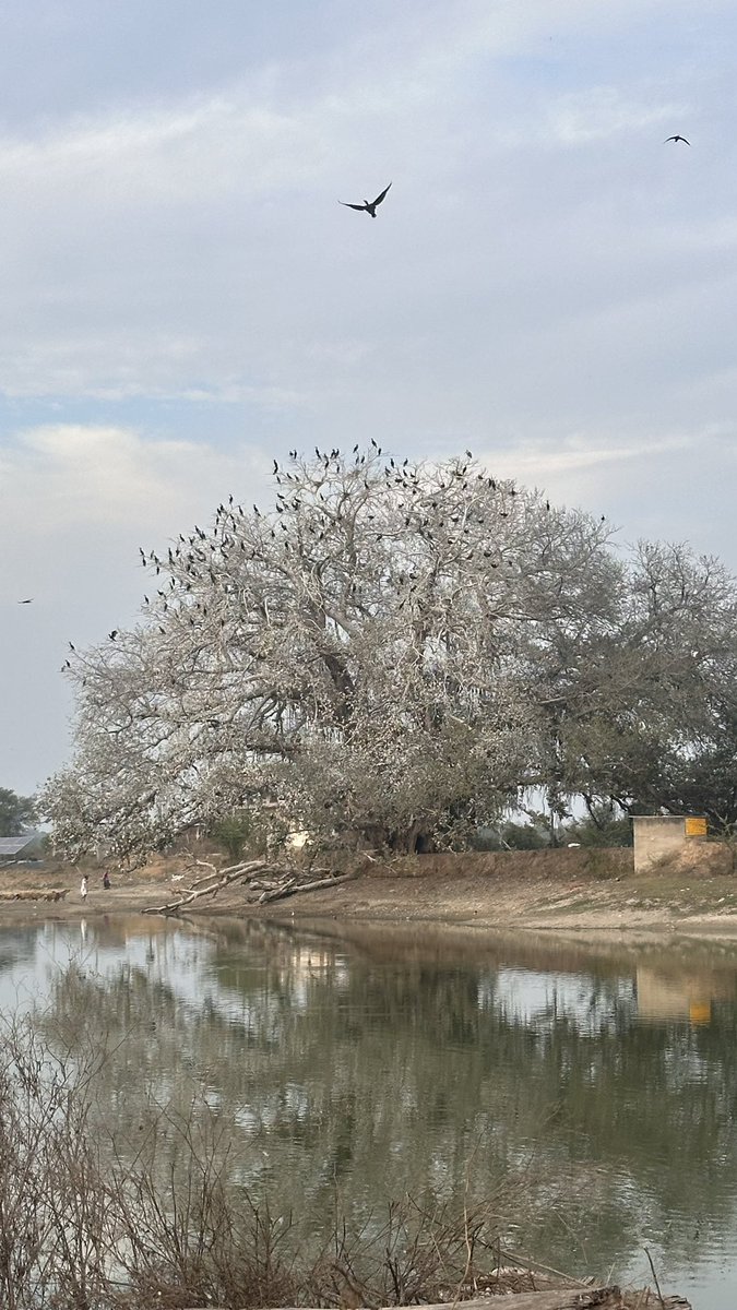What is the impact of bird droppings on the physiology and #photosynthesis of a #tree? Here is a large & old Banyan tree which is completely covered in #bird poo courtesy a Great #Cormorant colony & others. @IndiAves @wii_india @Avibase