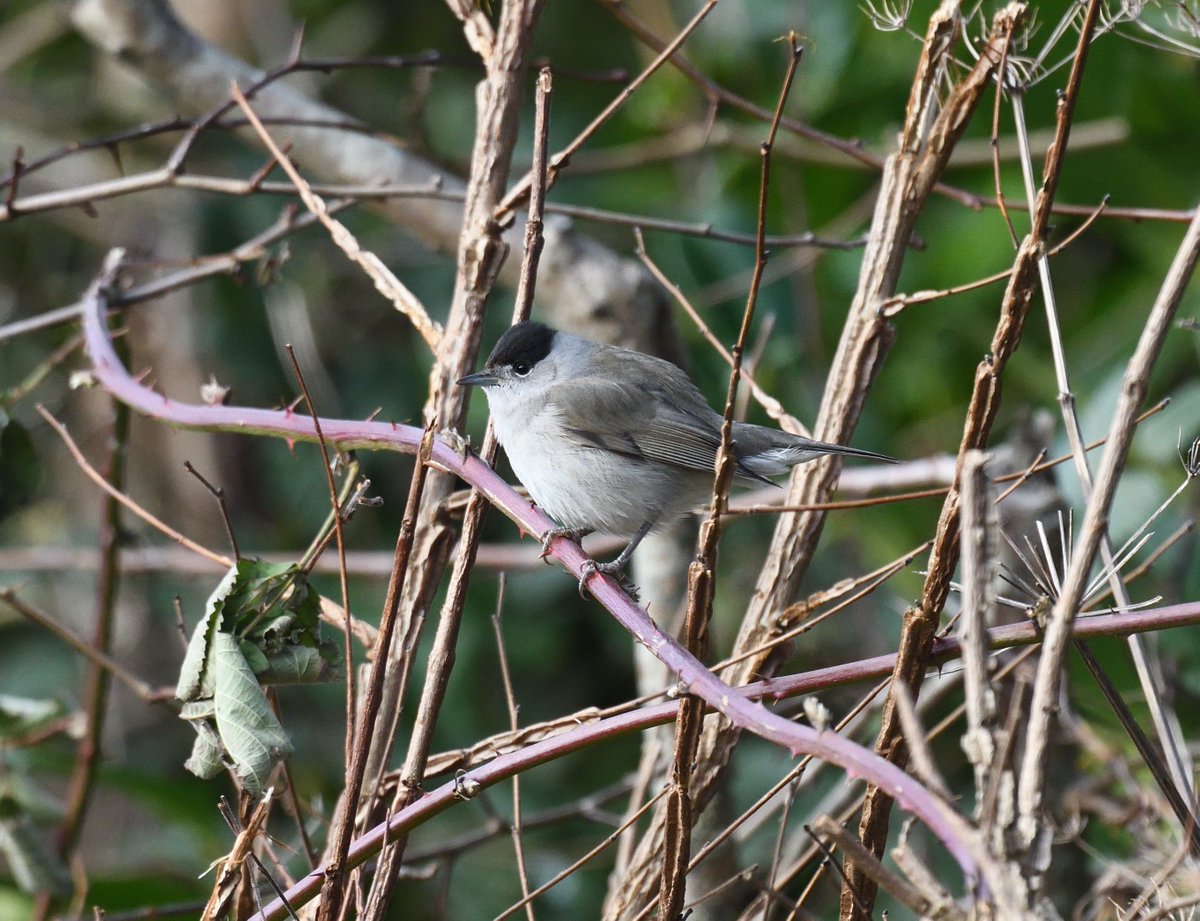 We seem to have 2 male #Blackcaps and at least 1 female overwintering here #Shutterton #Dawlish #Devon