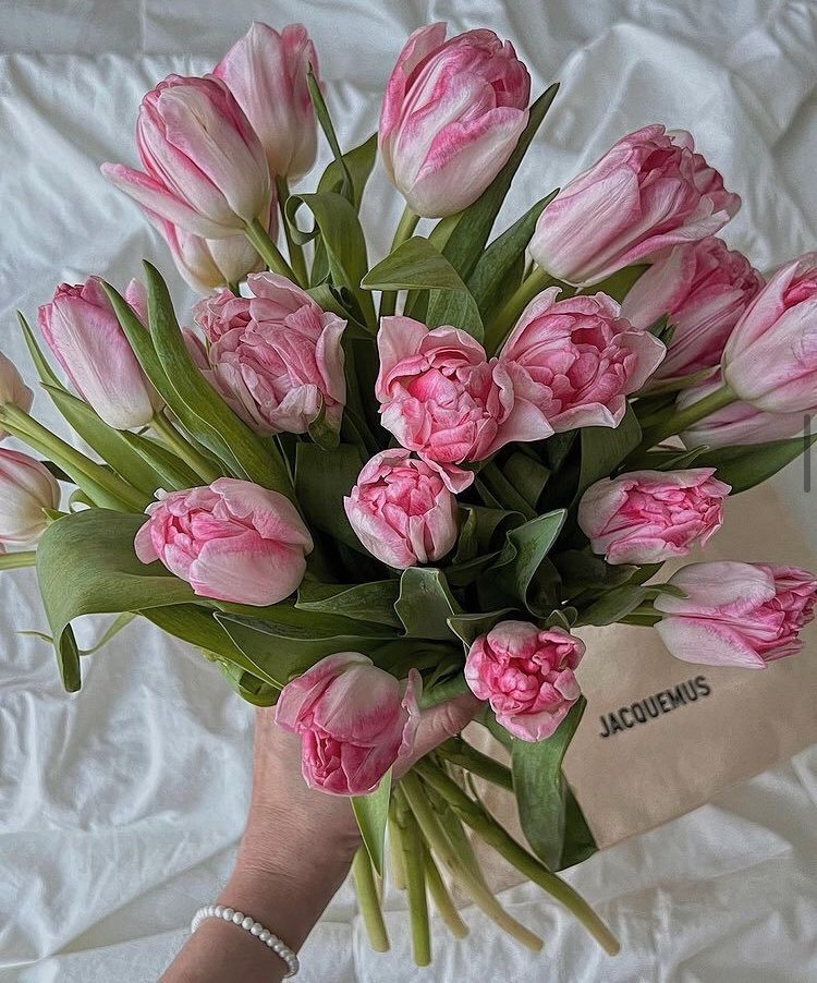 prettiestavenue's tweet photo. pretty tulips 🌷 https://t.co/pWQ4uTyTur