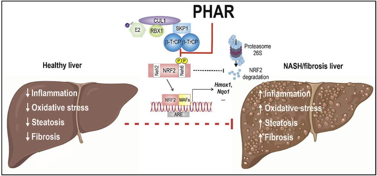 FatlivL's tweet image. 🔔#PaperAlert 🧬🧪
Today for #SundayLecture 📖 we recommend our last collaborative paper with @NRF2LabIIB entitled “Specific targeting of the NRF2/β-TrCP axis promotes beneficial effects in NASH”.
👏🏼Go, go @IIBmCSICUAM labs!
👀If you want to take a look 👇🏼
sciencedirect.com/science/articl…