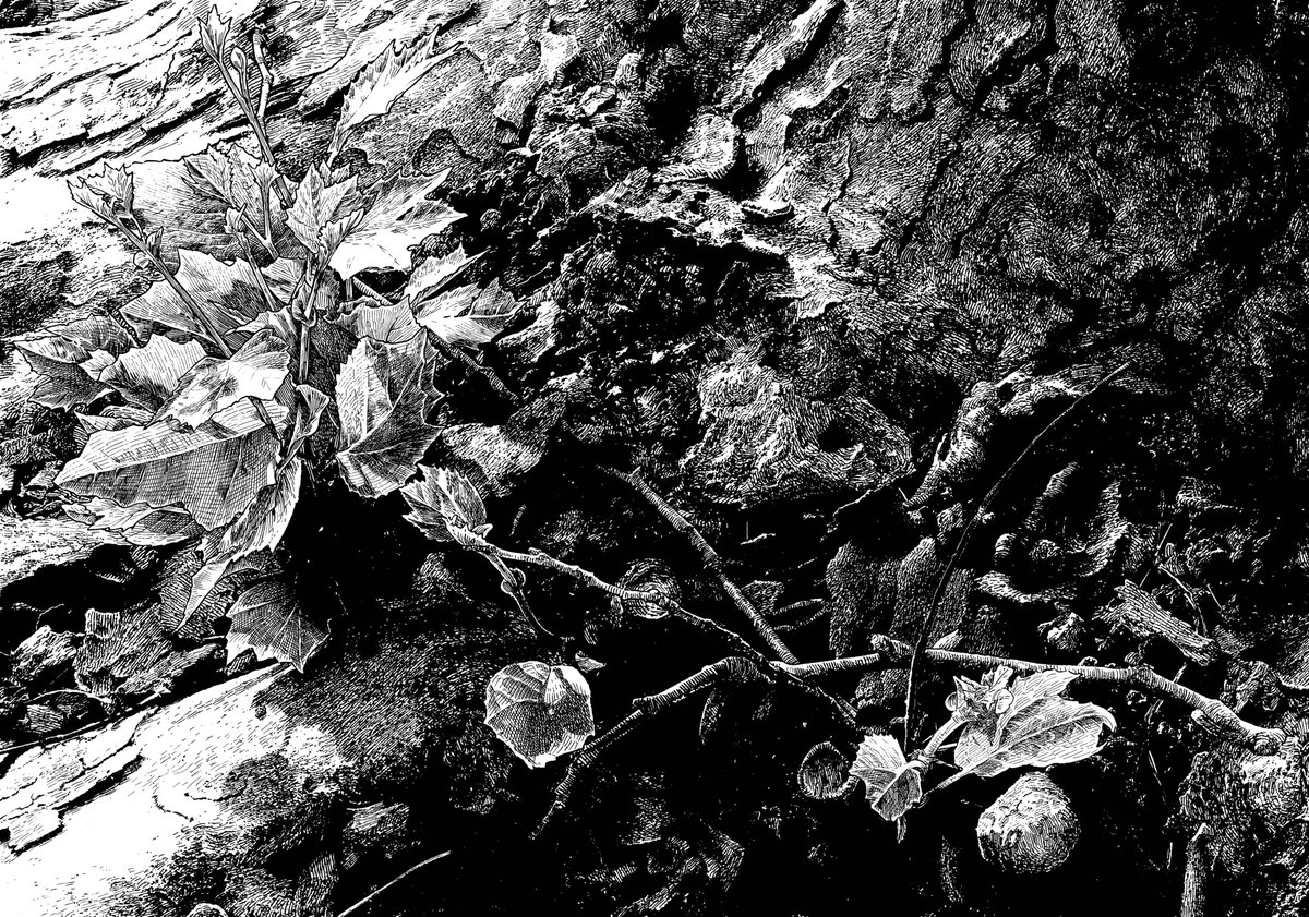 ハクメイとミコチ12巻発売日です！よろしくお願い致します！ 万年