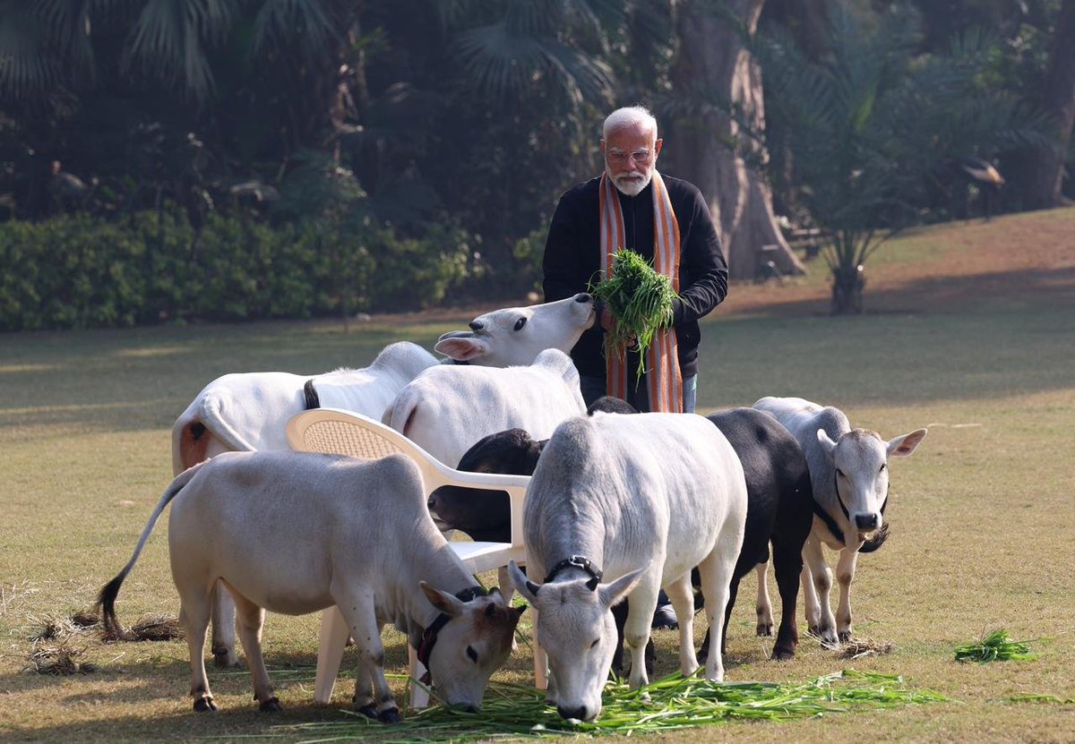 Delhi | Prime Minister Narendra Modi feeds cows at his residence, on the occasion of #MakarSankranti