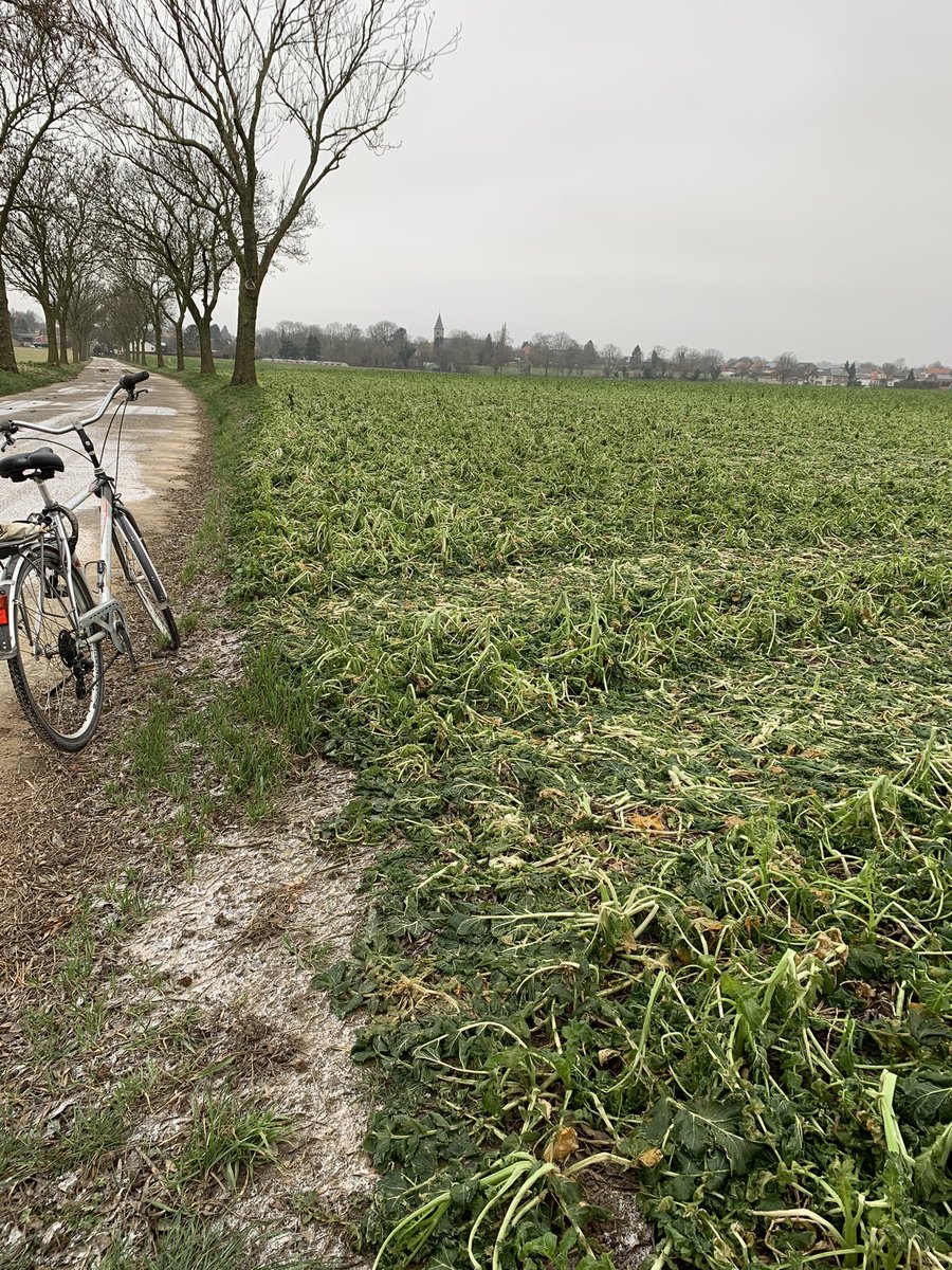 hendrik kerkhofs tweet media