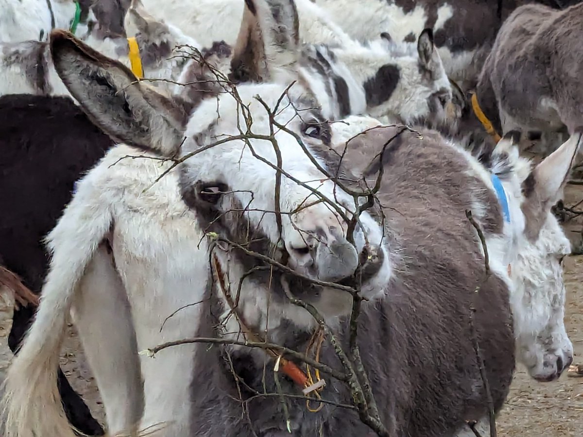 Donkeys at our Sidmouth sanctuary are benefiting from centuries-old hedgelaying methods at the site. 🍃

The traditional hedgerows provide natural foraging enrichment for the herd, while also acting as a refuge for our native wildlife ➡️ bray.news/3RX8Crn