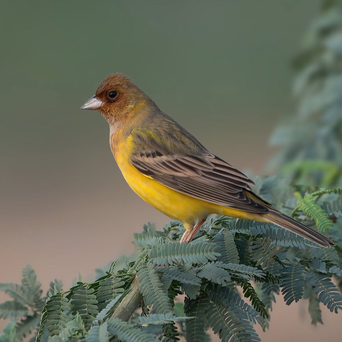 Our today's color theme is 'Yellow' – A color of shines with Optimism, enlightenment and happiness. Do share your pictures / Video with ‘YELLOW’ color. Most liked pic in comment section will be reposted by end of the day. Red-headed Bunting #ThePhotoHour #IndiAves #birds