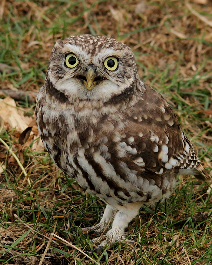 BirdPerHour's tweet image. #birdbot