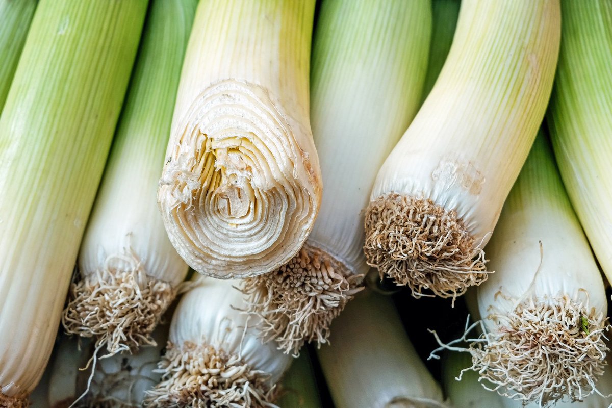 allotmentonline's tweet photo. Leek and potato soup is a favourite of mine so leek seeds will be at the top of my list this year! π
https://t.co/ag8M9K6xbC
#leeks #growyourown #allotment #growingleeks #kitchengarden https://t.co/lHbqXN56ks