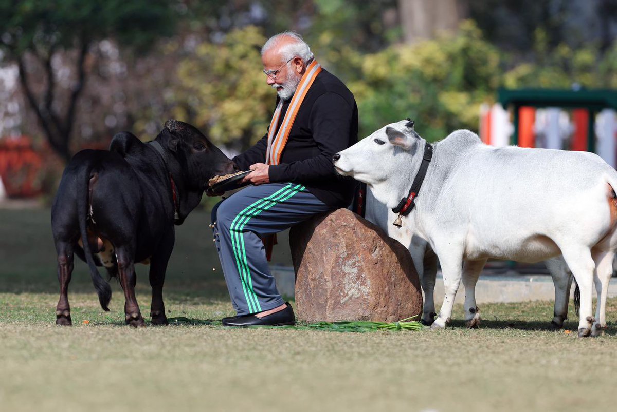 RubikaLiyaquat's tweet photo. मकर संक्रांति के मौक़े पर अपने आवास पर प्रधानमंत्री मोदी ने गौसेवा की… https://t.co/mxc9calQlK